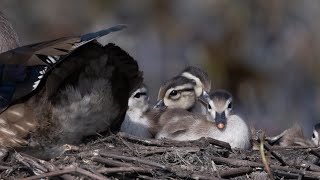 Familles Canards branchus / Wood Ducks family