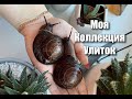 МОЯ КОЛЛЕКЦИЯ УЛИТОК