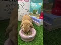 Unveiling the Hidden World: What Rabbits See vs. Humans