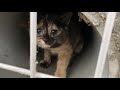 穴の中に迷い込んだ１匹の子猫がいた