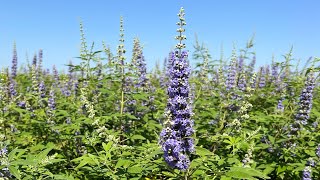 Vitex Agnus-Castus