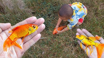 Em ổi bắt được cá chép vàng to ở vũng nước