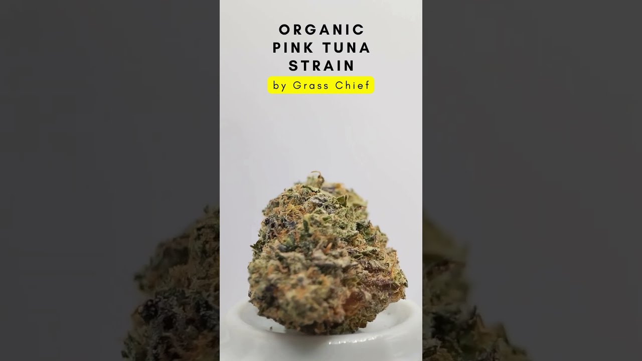 Dense Organic Pink Tuna Strain by Grass Chief