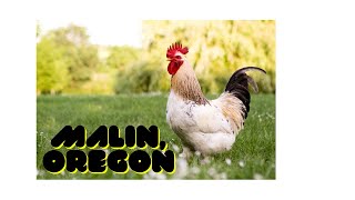 A 2 minute tour of Malin, Oregon