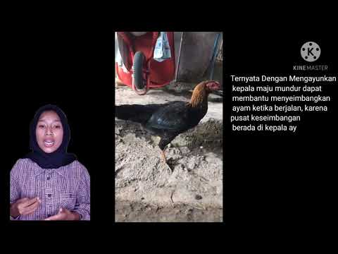 Sistem pergerakan hewan VERTEBRATA (Ayam) dan hubungan sistem INTEGUMEN dan sistem otot