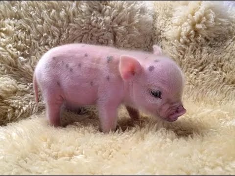 CUTE MICRO PIG | MINI PIG VIDEO 