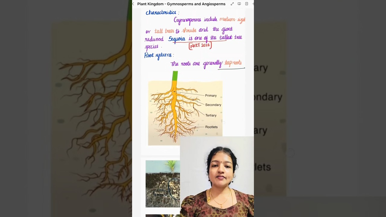 Characteristics of Gymnosperms! 