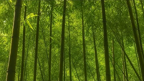 Khám Phá Núi Rừng: Bẻ Măng – Hái Thảo Dược – Nấu Ốc Lá Chanh – Bắt Cá Tự Nhiên