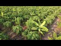 Subash palekar ultra high density fruit forest  natural farming agriculturefriend