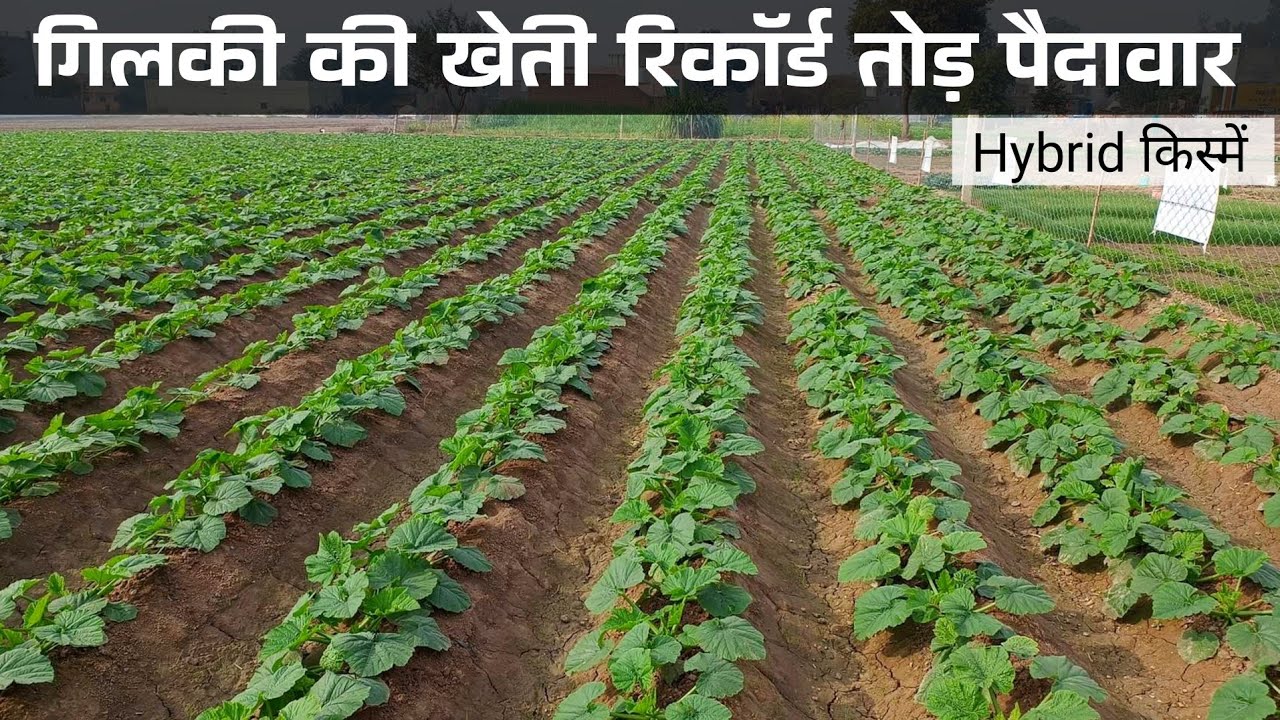 गिलकी की खेती Sponge gourd farming सम्पूर्ण जानकारी gilki ki