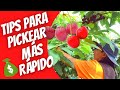 Temporada de CHERRIES 🍒  Pickear más Rápido | ¿Se puede ahorrar mucho dinero? 💰 🤑