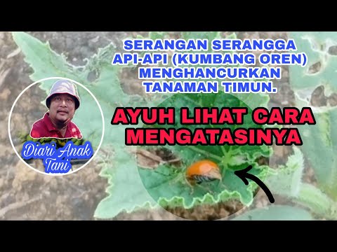 Video: Perosak Timun