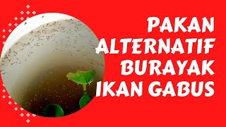 PAKAN IKAN PENGGANTI KUTU AIR DAN CACING SUTRA | Cara Merawat Anak Ikan Gabus