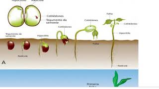 GERMINAĆĆO DE SEMENTES!!!!!! 3Āŗ ANO SEMANA 4 GERMINAĆĆO DE SEMENTES!!!!!! 3Āŗ ANO SEMANA 4