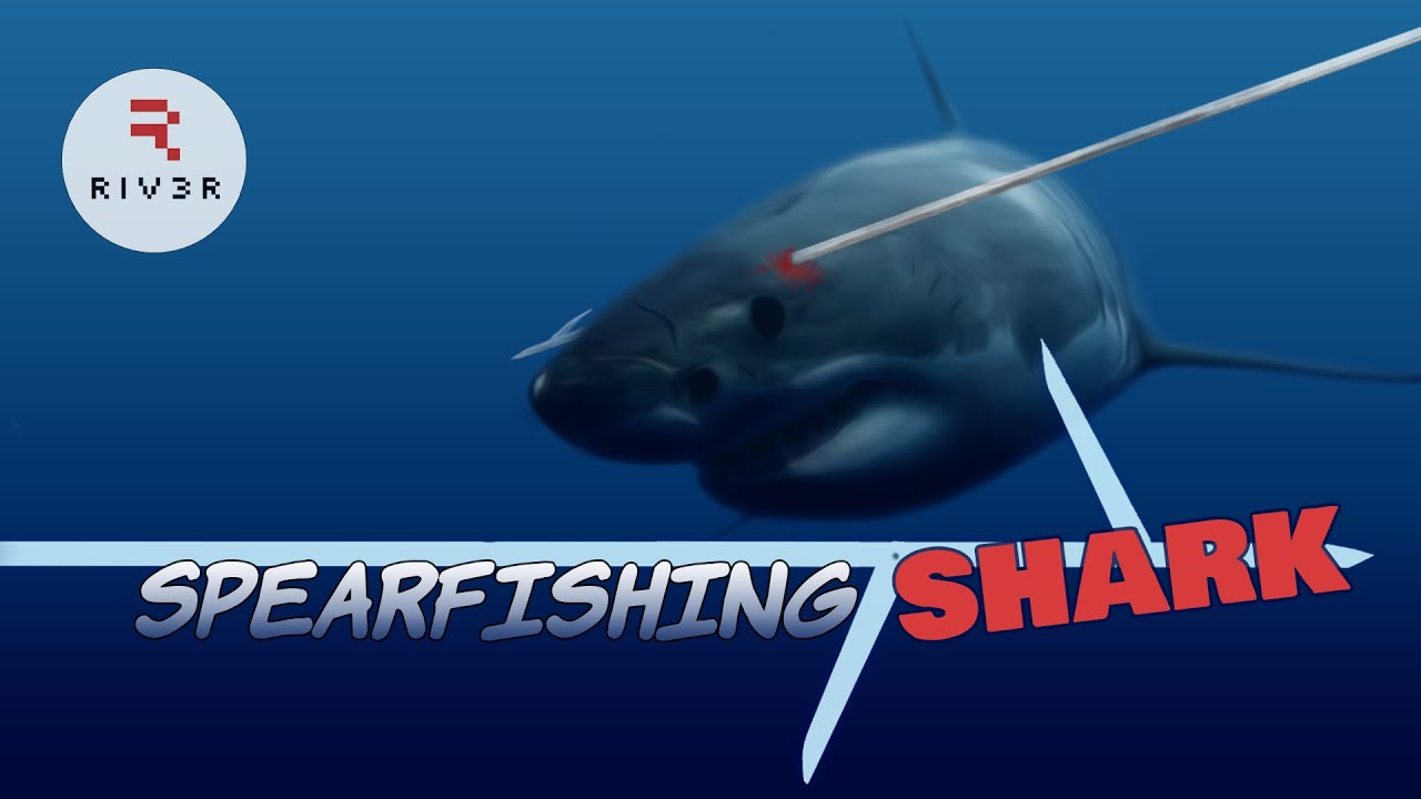 Shark Hunt - Apps on Google Play