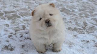 cream chow chow