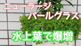 【ニューラージパールグラス】水草とミカンの木【水上葉】