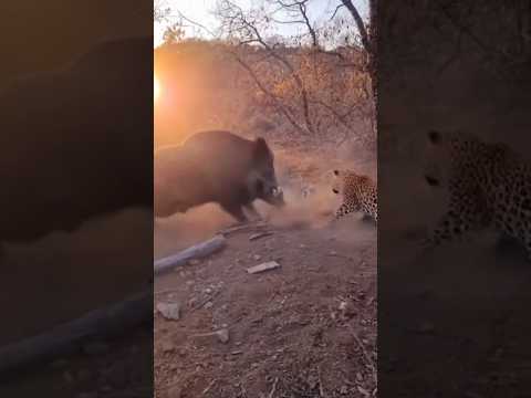 LEOPARD ATTACKS BOAR Brutal Savanna FIGHT Caught On Camera