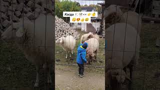 Овцы🐑🐏#овцы#sheep#вівці#schaf#humor#гумор#юмор#дети#діти#kinder#kids