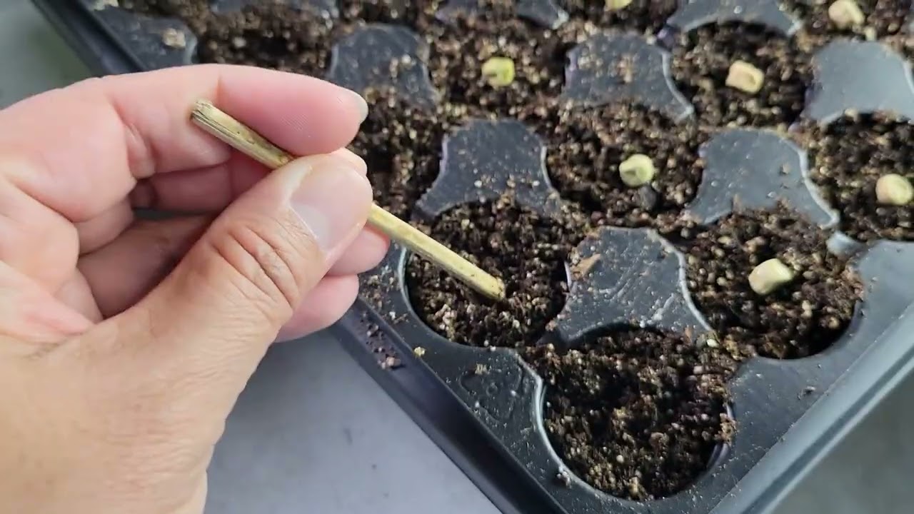 Why I Start Sugar Snap Peas Indoors Each Year