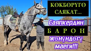 Саяпкердин бир күнү кандай өтөт?