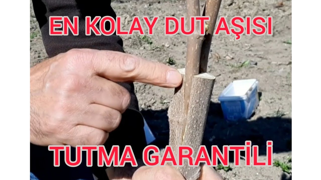 EN KOLAY DUT AŞISI NASIL YAPILIR PÜF NOKTALARI NELERDİR