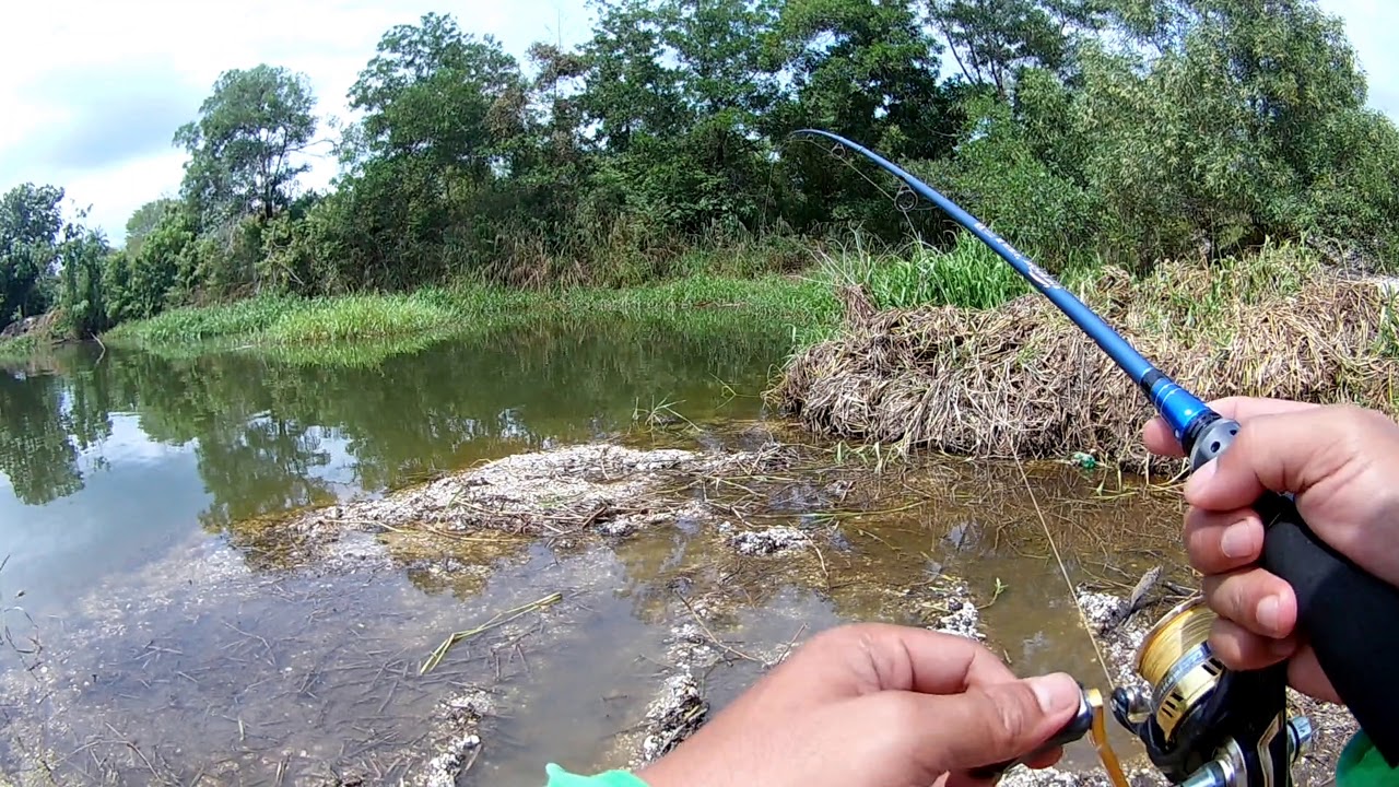 Ep124rod test sirius medium light fishing rod... YouTube