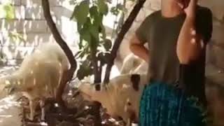 Kurban Kaçakçısı