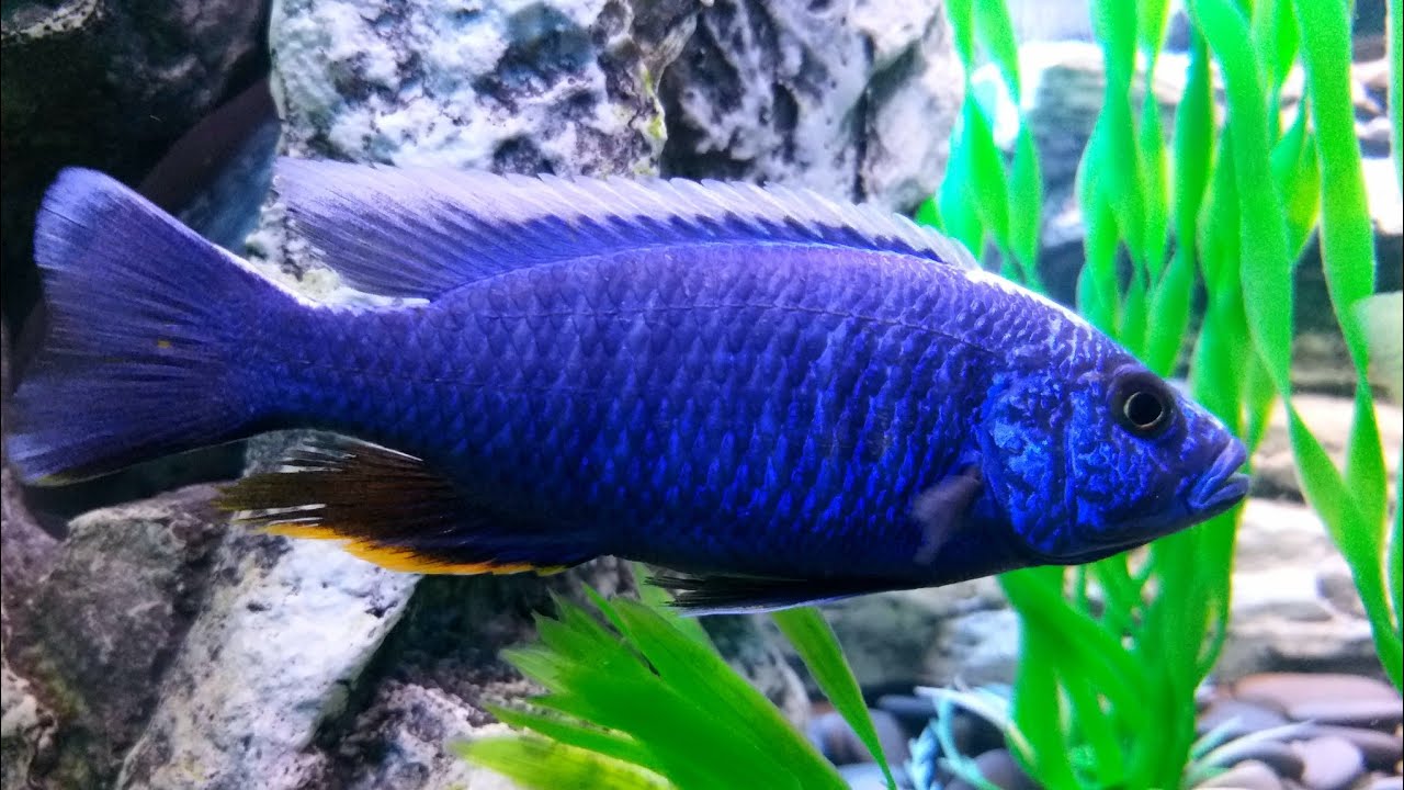 Deksi камень -493 ,маскирует внутренний фильтр Barbus-029. Аквариум ...