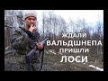 Ждали вальдшнепа - а пришли Лоси!