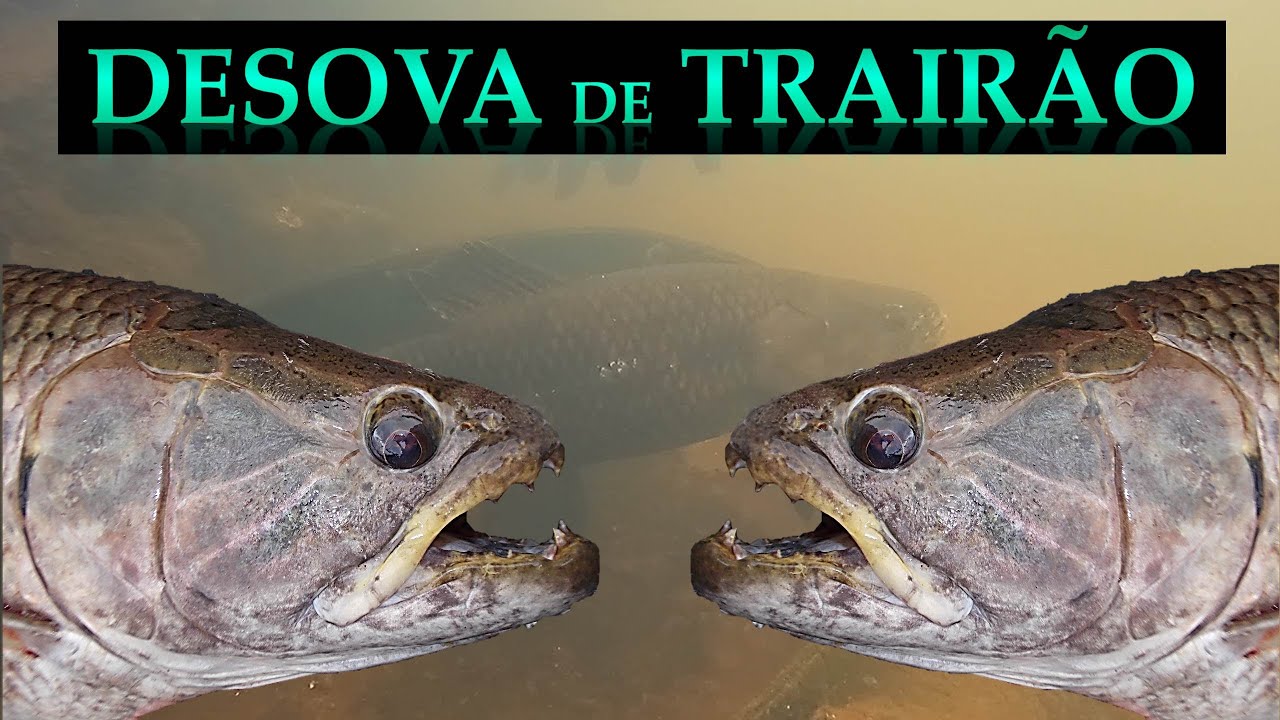 Desova de Trairão!!! Vídeo muito raro de se ver!!!