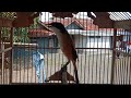 Cendet Gacor Full Isian Pancingan Cendet Males Bunyi Agar Gacor Long Tailed Shrike Mp3 - Mp4 Download