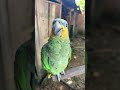 Loro habla #animals