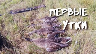 Открытие охоты на утку 2023!!! Подкрался к стае уток.