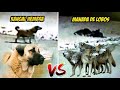 Real, Los Lobos en manada son muy Poderosos| Lobos vs Kangal | Wolves vs Kangal