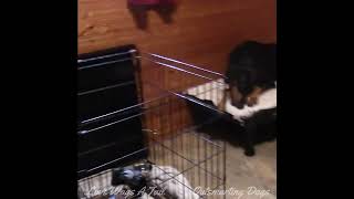 Sit Lesson for  11 Week Old Pup And Good Dobermann Gets a Cow Ear by Love Wags A Tail 91 views 4 months ago 12 minutes, 23 seconds