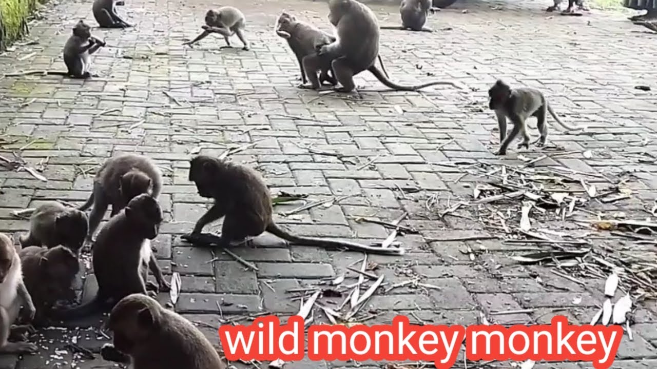 wild monkey - YouTube