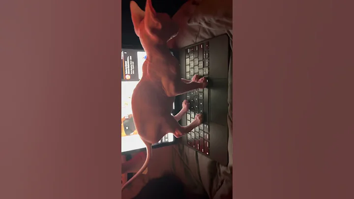 Video 11445371: sphynx cats kittens