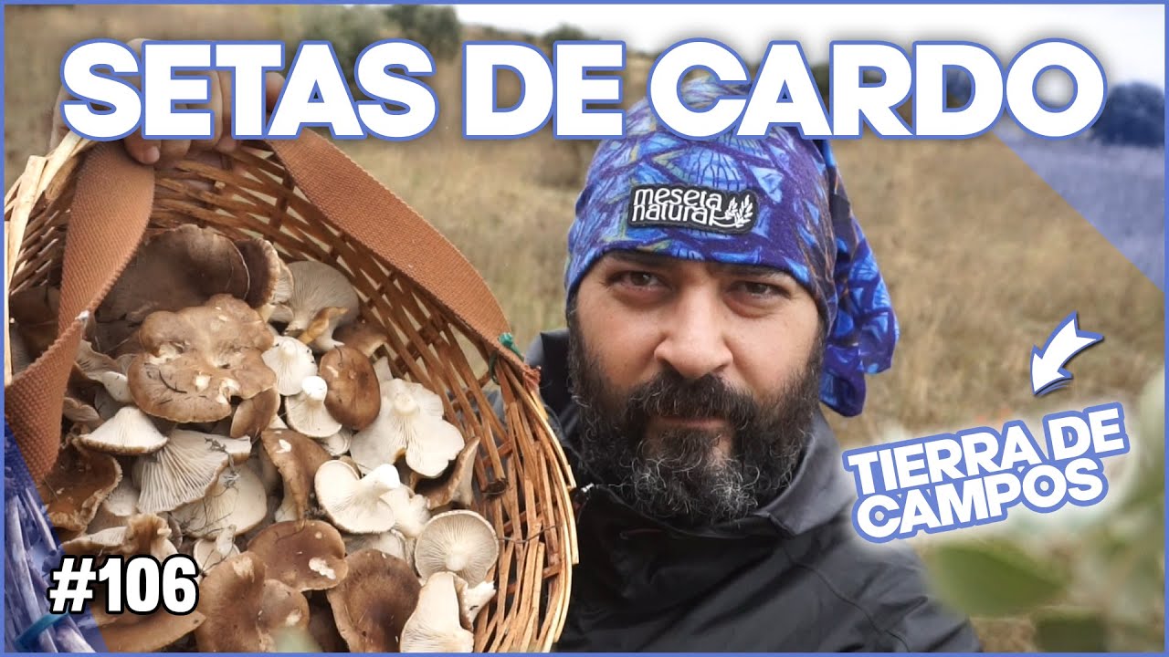 Como buscar Setas de Cardo en perdidos de Tierra de Campos | Octubre 2024