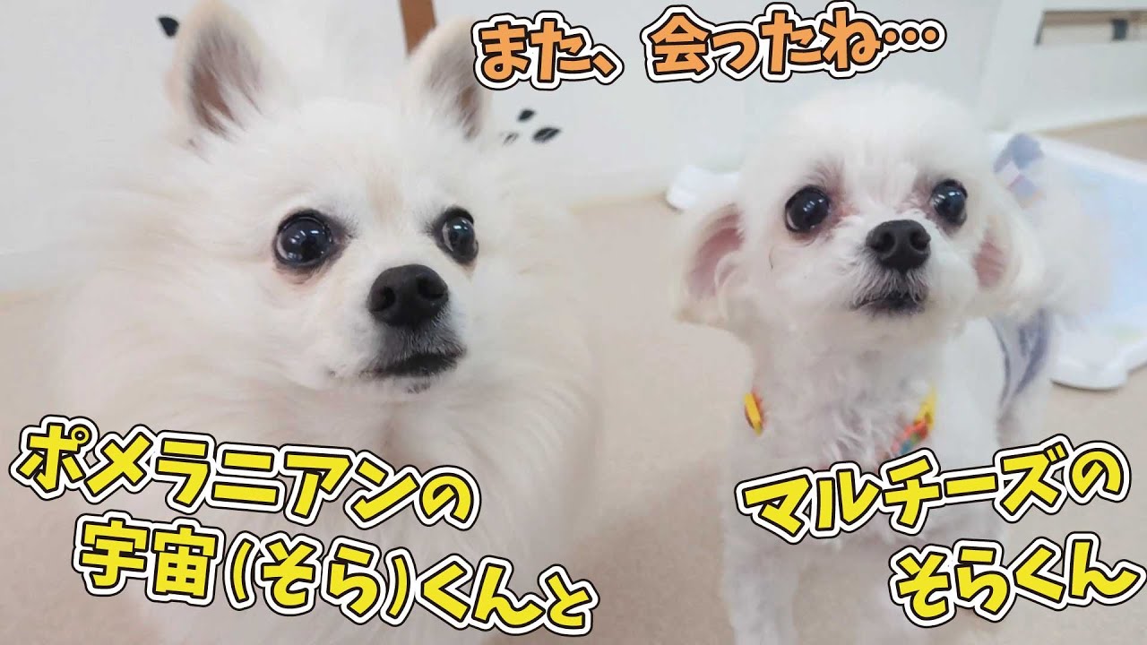 ポメラニアンの”宇宙(そら)くん”とマルチーズの”そらくん 