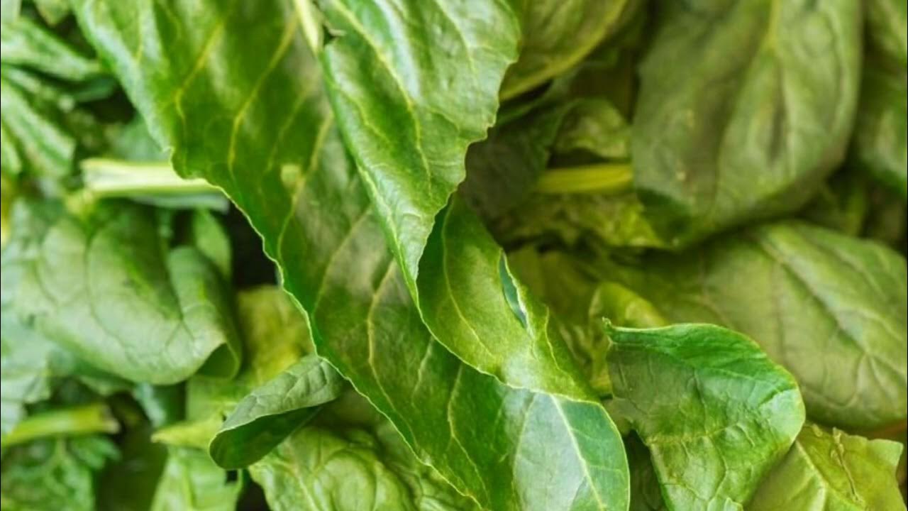 Можно ли шпинат есть в сыром виде. Зеленые овощи. Как подготовить шпинат для начинки пирога. Шпинат как употреблять в пищу. Шпинат широколистный.