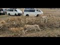 Into The Kingdom Of Lions Discover Raw Nature On A Kenya Safari ZuphoriaSafaris Magicalkenya