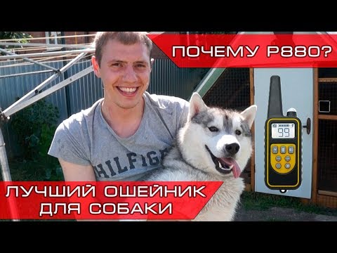 Petcomer P880   Лучший электроошейник для собак!