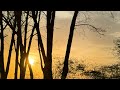 Jeddah forest