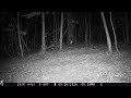 Red Fox in the Woods