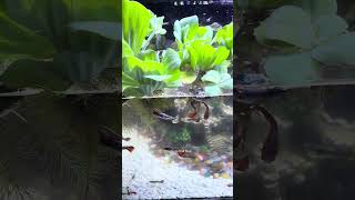 They try to find food