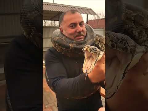 Укус Питона за... #shorts #python #snake