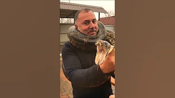 Укус Питона за Shorts Python Snake 