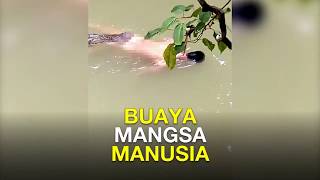 Mengerikan Buaya Memangsa Manusia dan Menyeretnya di Sungai Berau Kalimantan