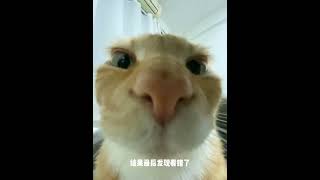 Unleash Your Inner Cat: The Ultimate Guide to Kitty Lifestyle